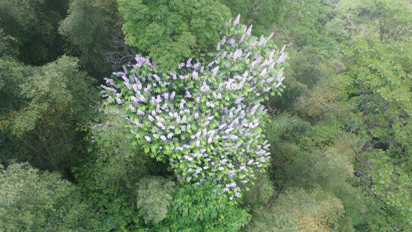 梁野山国家级自然保护区伯乐树开花了