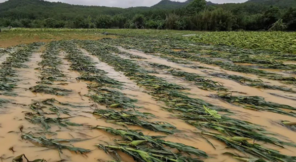 暴雨侵袭农田被淹道路坍塌乡镇内涝武平灾后自救全面迅速展开