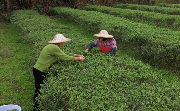 武平民主:春暖茶飘香 茶农采茶忙 - 新闻资讯 - 武平新闻网